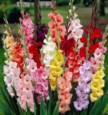 Image result for Gladiolus decoratus