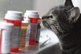 They only ate pill pockets once with a pill in them and. How To Give A Cat A Pill Tips Best Friends Animal Society