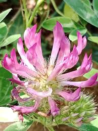 Image result for Trifolium multinerve