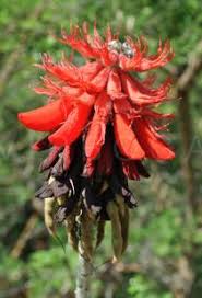 Image result for Erythrina abyssinica × lysistemon