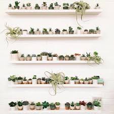 Houseplant 10 Best Hashtags To Explore On Instagram Gardenista Plant Decor Plants Plant Wall