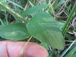 Image result for Lobelia petiolata