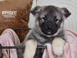 Image result for norwegian elkhound grey