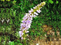 Image result for Uraria