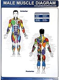 To increase your quadriceps and hip flexor strength with this leg workout. Amazon Com Productive Fitness Poster Series Male Muscle Diagram Laminated Furniture Decor