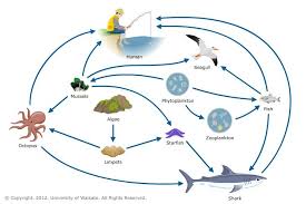 Marine Food Web Food Web Learning Science Animal Study