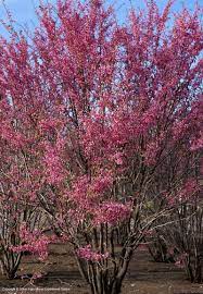 Free shipping on orders over $99 with arrive alive guarantee from the tree center. Texas Native Plants Database