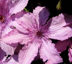 Maybe you would like to learn more about one of these? Clematis Hagley Hybrid Pink Chiffon Vine 2 5 Pot Clematis Vine Planting Bulbs Clematis Flower