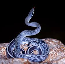 They typically have a bright white chin and a pale tan belly with dark bands. Cave Racer Snake Beauty Rat Snake Elaphe Taeniura Grabowskyi Borneo