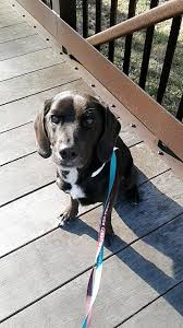 Boarding Kennel Huntingdon Valley Veterinary Hospital Veterinary Hospital Kennel Veterinary