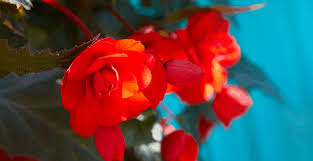 Get the best mortgage rate for you. A Guide To Growing Begonia Tuberhybrida