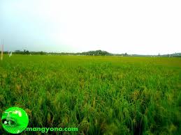 Gambar pemandangan gunung, alam, pedesaan, laut, tepi pantai, pegunungan, sawah dan gunung, taman bunga, hutan, sungai adapun lukisan pemandangan yang menggambarkan tepi pantai waktu senja ini menggunakan aliran naturalis. Foto Padi Di Sawah Mulai Menguning