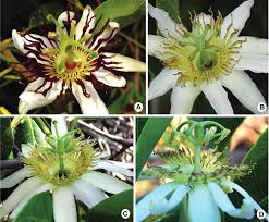 Image result for Passifloraceae