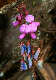 Image result for Desmodium intortum