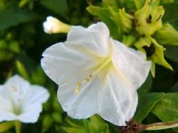 4 o clock flowers for sale. Learn How To Grow Four O Clocks Gardener S Path