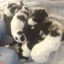 The hangin' tree cowdog breed was developed as a mix of catahoula leopard dog, border collie and australian. Best Hanging Tree Cow Dog Border Collie Mix Puppies For Sale In Bloomington Indiana For 2021