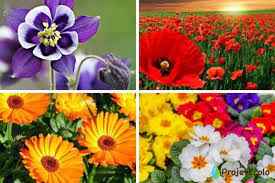 Check spelling or type a new query. 22 Fleurs A Planter Au Printemps Liste Avec Photos