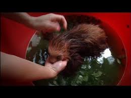 Jemima has a mild case of mange, watch as she a baby sloth takes a bath. Baby Sloth Bath Time Youtube