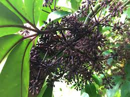 Image result for Araliaceae