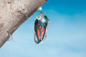 How Does A Caterpillar Turn Into A Butterfly Scientific American