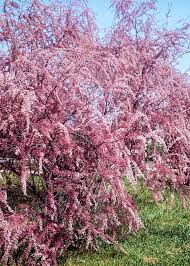 Image result for Strombosiopsis tetrandra