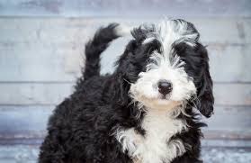 We did not find results for: The Definitive Bernedoodle Owner S Guide A Loyal Loving Fluffy Companion Perfect Dog Breeds