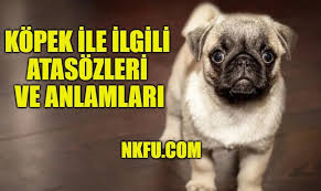 Kopek Ile Ilgili Atasozleri Ve Anlamlari Aciklamalari Kopekle Atasozu