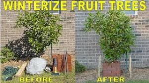 Contrary to what you may think, early winter is actually the best time to prune your fruit trees. Protect Fruit Trees From Frost And Freeze Winterizing Fruit Trees Youtube