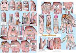 Connaissez Vous Le Su Jok Reflexology Massage Massage Therapy Techniques Acupressure Massage