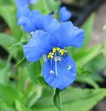 Image result for Commelina latifolia
