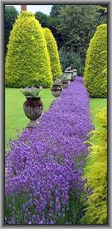Shugborough Garden Uk England Shugborough Akwsn Staffordshire Purple Flowers Garden Green Lavendel L Gardens Of The World Garden Borders Flower Garden Borders