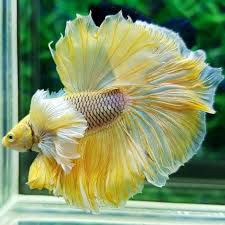 Most Beautiful Betta Fish In The World Odd Interesting