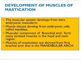 The muscles of mastication more commonly known as the muscles of the jaw consist of three muscles the temporalis, masseter and pterygoid muscles which work together to move the mandible at the temporomandibular joint. Muscles Of Mastication