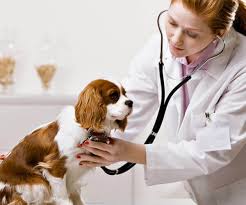 How do i know if my dog has heartworms. Signs Your Dog Has Heartworms Veterinarian Mississauga