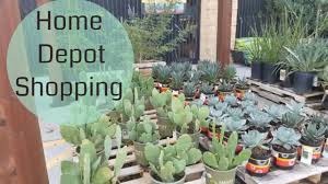 Wide variety of live succulents and cacti. Home Depot Haul Of Succulents Youtube