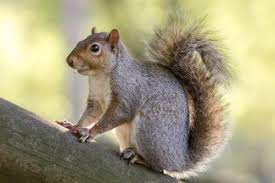 Require a thorough understanding of. Ardilla Spanish To English Translation Spanishdict