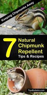 7 Smart Safe Chipmunk Repellents Chipmunk Repellent Get Rid Of Chipmunks Garden Pests
