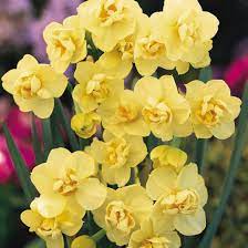 Http Www Vanmeuwen Com Medias Sys Master 8797675520030 Jpg Fragrant Flowers Flowers Spring Flowers
