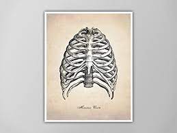 Join millions of learners from around the world already learning on udemy. Amazon Com Human Rib Cage Art Print Anatomy Drawing Human Ribs Medical Wall Art Decor Human Anatomy Human Anatomy Ribcage Drawing Skeleton Print Handmade
