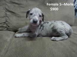 Albi is a mixed great dane who loves cuddles on the couch and giving kisses. Akc Great Dane Puppies Ready To Go For Sale In Marion Indiana Classified Americanlisted Com