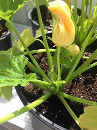 Female marijuana plants start showing. Why Are My Zucchini Flowers Closed Gardening Landscaping Stack Exchange