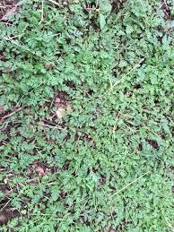 A wide variety of ground cover weeds options are available to you, such as sealing & handle, material, and feature. Weed Or Ground Cover 420317 Ask Extension