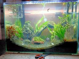 Pin Oleh Gupay Perish Di Aquascape Gupay Di 2020