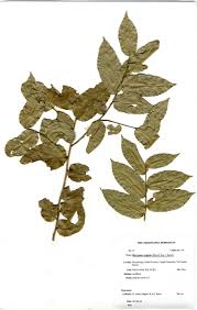 Image result for Drypetes arguta