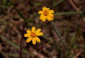 Image result for Emilia brachycephala