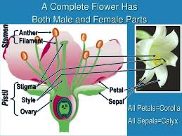 The main flower parts are the male part called the stamen and the female part called the pistil. Flower With Both Male And Female Parts What Is Filament In A Flower Quora Difference In Number Of Lobes Is Due To The Variety Of The Pepper Gakk Jadi
