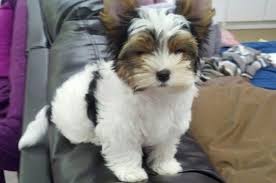 Margo At Biewer Yorkie Den Biewer Yorkie Yorkie Yorkie Haircuts