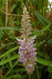 Image result for Uraria picta