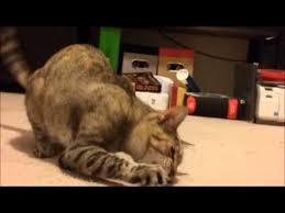 Cat Plays With Mouse Cat Playing Cats Catnip Mouse