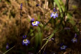 Image result for Lobelia trullifolia